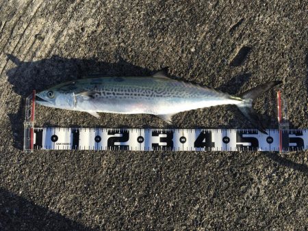 太刀魚、サゴシ